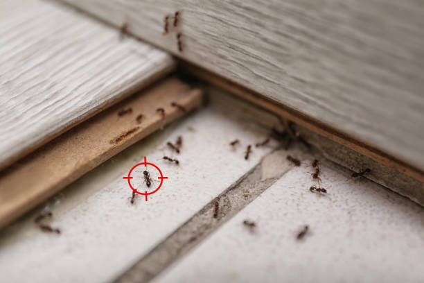 Best Ant Control Services  in Borden, IN